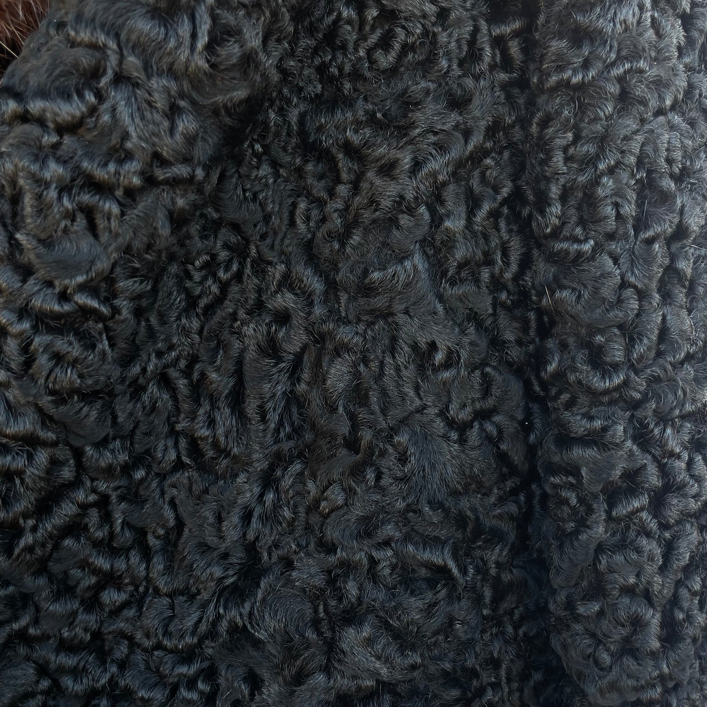 Astrakan nero